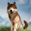 Ұ��ģ����3DWild Wolf Simulator 3Dv1.3 ��׿��
