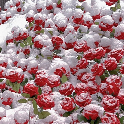 冰川玫瑰图片高清唯美充满意境 玫瑰花送谁都浪漫电影和谁看都好看