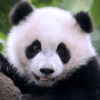 ����è����(The Panda)v1.0.2 ��׿��