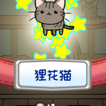 口袋小猫 口袋小猫