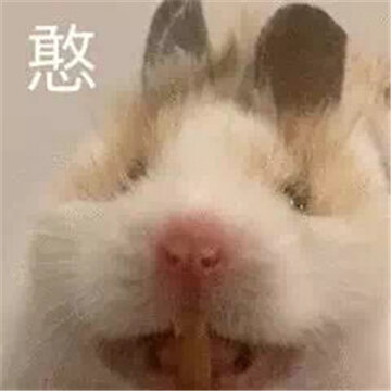 2022萌萌的小老鼠搞笑表情合集 今天我是流泪鼠鼠头 2022萌萌的小老鼠搞笑表情合集 今天我是流泪鼠鼠头