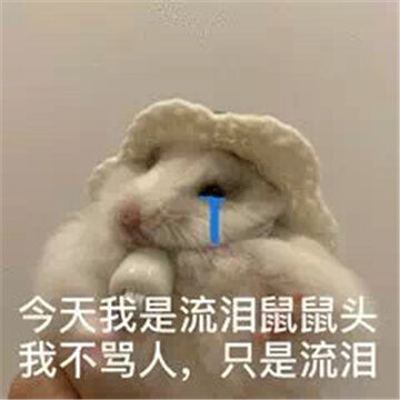 2022萌萌的小老鼠搞笑表情合集 今天我是流泪鼠鼠头 2022萌萌的小老鼠搞笑表情合集 今天我是流泪鼠鼠头