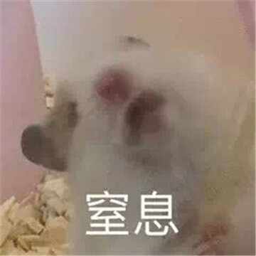 2022萌萌的小老鼠搞笑表情合集 今天我是流泪鼠鼠头 2022萌萌的小老鼠搞笑表情合集 今天我是流泪鼠鼠头
