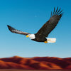 ����ģ����Bird Racing Simulator: Eagle Race Gamev1.7 ��׿��