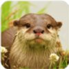 ˮ̡ģ����The Otterv1.0.6 ��׿��