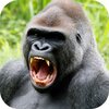 ������Animal Rushv0.2.28 ��׿��