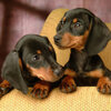 ����Ȯģ����Dachshund Dog Simulatorv1.1.4 ��׿��