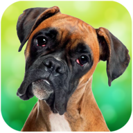 ȭʦȮģ����Boxer Dog Simulatorv1.1.2 ��׿��