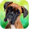ȭʦȮģ����Boxer Dog Simulatorv1.1.2 ��׿��