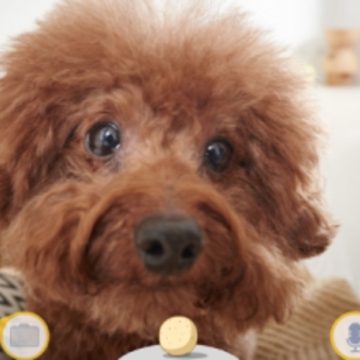Furbo app Furbo app