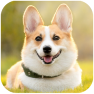 »ȮģCorgi Dog Simulatorv1.0.3 ׿