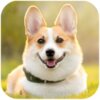�»�Ȯģ����Corgi Dog Simulatorv1.0.3 ��׿��