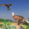 ��ӥģ����Ϸ3DEagle Simulator Game 3Dv1.2.3 ��׿��