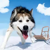 阿拉斯加雪橇模拟器Alaskan Malamute Simulatorv1.0.5 安卓版