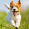 ��ɭ˹��ģ��Parsons Dog Simulator1.1.1