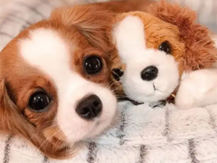 ���ںܻ��С����ѧ �ܻ�Ĺ��ڹ������İ�