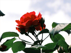 ��һ��������������˵˵ �޷�����һ���˵ľ������