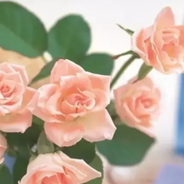 花带来的美好心情的说说 花使人心情愉悦的句子 花带来的美好心情的说说 花使人心情愉悦的句子