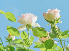 ǰ�������Լ��������˵˵ ǰ��̸������������ܵľ���