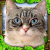 ����èģ�������İ�(StrayCatSim)v1 ���°�