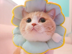 �ʺ��������ȵ�˵˵ �����������˵Ļ�