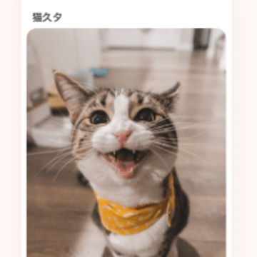 猫久夕app 猫久夕app