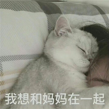 �豦Ů�������°�ϼ� è�䱦������������