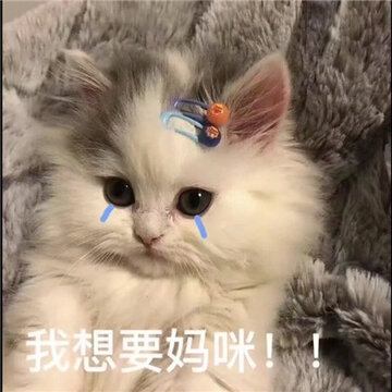 �豦Ů�������°�ϼ� è�䱦������������