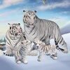 Ұ���׻���ͥģ��Wild Tiger Simulator Family Simv1.9 ��׿��