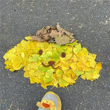 ������Ƥ������Ÿ��Ҷ��ͼ ���ù��۸��������Ÿ��Ҷ��