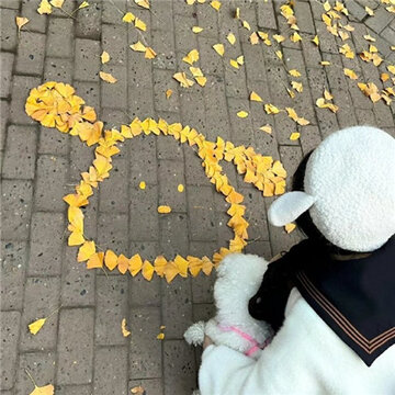 ������Ƥ������Ÿ��Ҷ��ͼ ���ù��۸��������Ÿ��Ҷ��