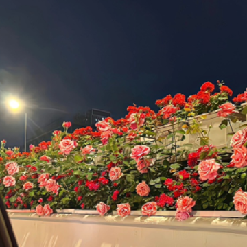 ��������ʮ���������İ� ������ʮ�������������¼