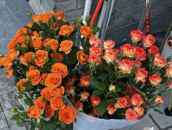 ����ܲ�˳��������˵˵ ����ܲ�˳�ļ�˵˵
