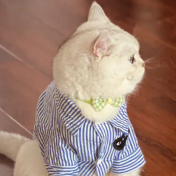 晒猫撸猫快乐的文案 美好的一天从撸猫开始 晒猫撸猫快乐的文案 美好的一天从撸猫开始