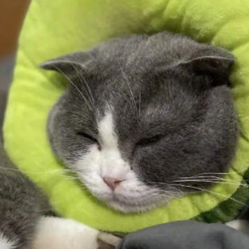 晒猫撸猫快乐的文案 美好的一天从撸猫开始 晒猫撸猫快乐的文案 美好的一天从撸猫开始