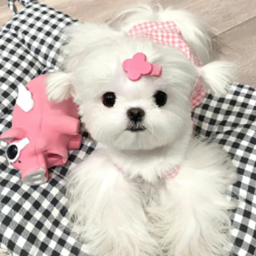 ��������е�ǩ���̾� �������ӵ��