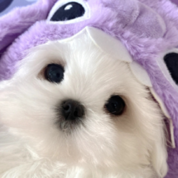 һ�������Ӣ������ С�ڵ�Ӣ���ǳ��̲�ס���Ķ�