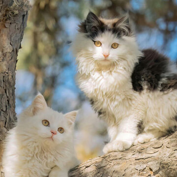 ���������ղص�ȫ�����ر�ֽ�ϼ� �¿������ÿ���ֽ����