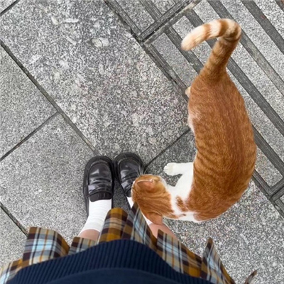 ֵ�ó��Եķ�񱳾�ͼ��Լ ��ÿ����С����ȫ��Χ��������