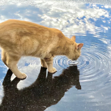 �������۵�����Ȧ�İ��̾� ���˿�������Ķ̾�