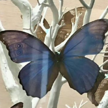 ��һ�۾͵������İ� �������ĵ���ʵ��¼