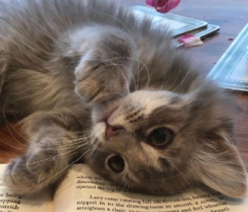 ����������İ���� �������˵˵����Ȧ