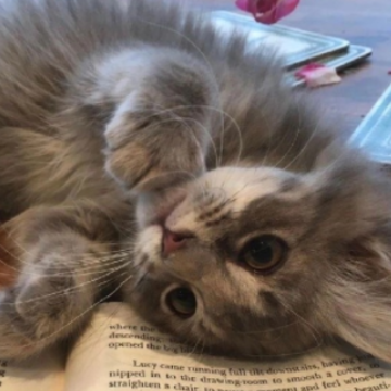 ����������İ���� �������˵˵����Ȧ