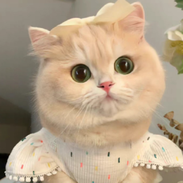 Ԣ����̥���ǵ����� һ�����¿�ʼ������