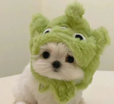 �ر�����ı���ǩ�������� ���������õ�����ǩ��