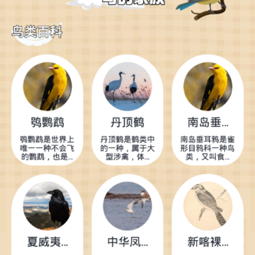 小鸟壁纸大全 小鸟壁纸大全