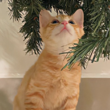 ����˳��˳ˮ��˵˵ �ڴ�����������õľ���