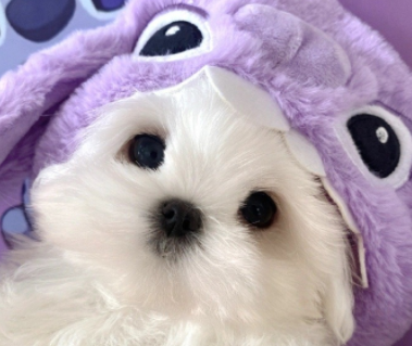 �е�������С��ǩ����һ�޶� С�ڲ����׵�ǩ��