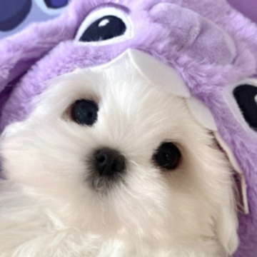 �е�������С��ǩ����һ�޶� С�ڲ����׵�ǩ��