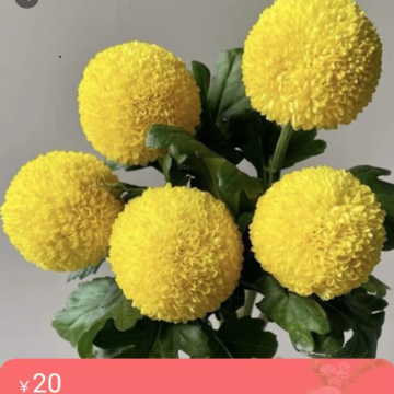 花舰 花舰